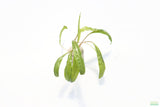 Cryptocoryne Balansae_Crypt_Crypts_Aquarium PLant_Aquarium Plants For Sale