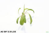Cryptocoryne Balansae_Crypt_Crypts_Aquarium PLant_Aquarium Plants For Sale