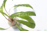 Cryptocoryne Balansae_Crypt_Crypts_Aquarium PLant_Aquarium Plants For Sale