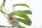 Cryptocoryne Balansae_Crypt_Crypts_Aquarium PLant_Aquarium Plants For Sale