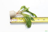 Cryptocoryne Balansae_Crypt_Crypts_Aquarium PLant_Aquarium Plants For Sale