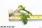 Cryptocoryne Balansae_Crypt_Crypts_Aquarium PLant_Aquarium Plants For Sale