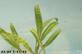 Cryptocoryne Balansae_Crypt_Crypts_Aquarium PLant_Aquarium Plants For Sale