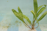 Cryptocoryne Balansae_Crypt_Crypts_Aquarium PLant_Aquarium Plants For Sale