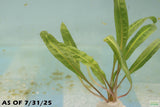Cryptocoryne Balansae_Crypt_Crypts_Aquarium PLant_Aquarium Plants For Sale