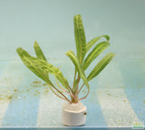Cryptocoryne Balansae_Crypt_Crypts_Aquarium PLant_Aquarium Plants For Sale