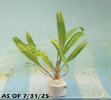 Cryptocoryne Balansae_Crypt_Crypts_Aquarium PLant_Aquarium Plants For Sale