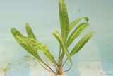 Cryptocoryne Balansae_Crypt_Crypts_Aquarium PLant_Aquarium Plants For Sale