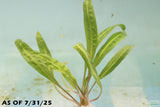 Cryptocoryne Balansae_Crypt_Crypts_Aquarium PLant_Aquarium Plants For Sale