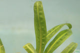 Cryptocoryne Balansae_Crypt_Crypts_Aquarium PLant_Aquarium Plants For Sale