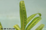 Cryptocoryne Balansae_Crypt_Crypts_Aquarium PLant_Aquarium Plants For Sale