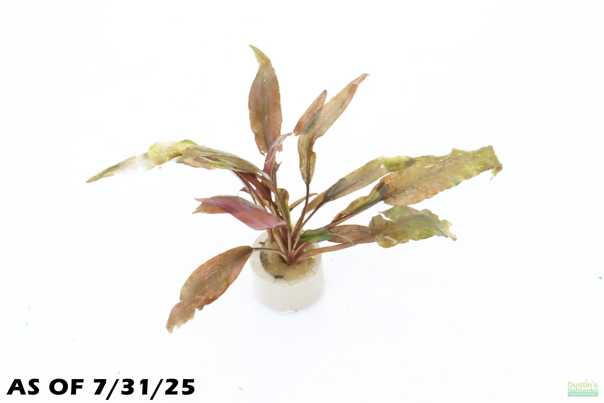 Cryptocoryne grabowskii \