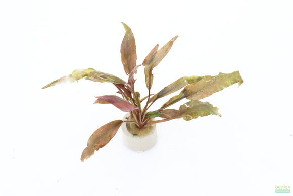 Cryptocoryne Becketii