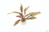 Cryptocoryne Becketii