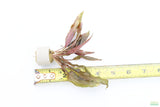 Cryptocoryne becketii