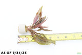 Cryptocoryne Becketii