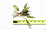 Cryptocoryne Becketii_Crypt_Aquarium Plant For Sale
