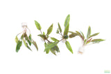 Cryptocoryne Becketii_Crypt_Aquarium Plant For Sale
