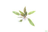 Cryptocoryne Becketii_Crypt_Aquarium Plant For Sale