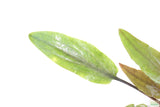 Cryptocoryne Becketii_Crypt_Aquarium Plant For Sale