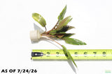 Cryptocoryne Becketii_Crypt_Aquarium Plant For Sale