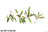 Cryptocoryne Becketii_Crypt_Aquarium Plant For Sale