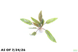 Cryptocoryne Becketii_Crypt_Aquarium Plant For Sale