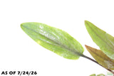 Cryptocoryne Becketii_Crypt_Aquarium Plant For Sale