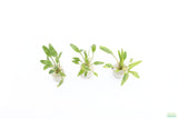 Cryptocoryne lucens