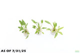 Cryptocoryne Lucens