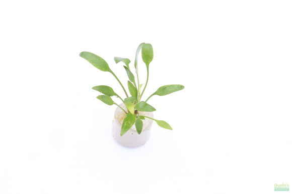 Cryptocoryne Lucens