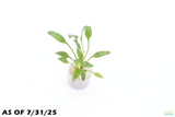 Cryptocoryne Lucens