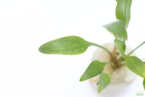 Cryptocoryne lucens
