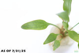 Cryptocoryne Lucens