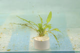Cryptocoryne lucens