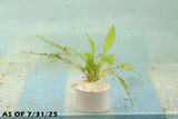 Cryptocoryne Lucens