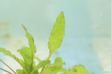 Cryptocoryne lucens