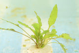 Cryptocoryne lucens