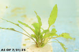 Cryptocoryne Lucens
