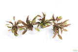 Cryptocoryne Mioya_Crypts_Crypt_Aquarium Plant For Sale