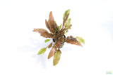 Cryptocoryne Mioya_Crypts_Crypt_Aquarium Plant For Sale