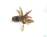 Cryptocoryne Mioya_Crypts_Crypt_Aquarium Plant For Sale