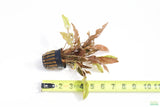 Cryptocoryne Mioya_Crypts_Crypt_Aquarium Plant For Sale