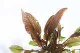 Cryptocoryne Mioya_Crypts_Crypt_Aquarium Plant For Sale