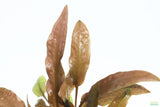 Cryptocoryne Mioya_Crypts_Crypt_Aquarium Plant For Sale