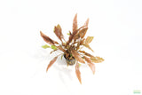 Cryptocoryne Mioya_Crypts_Crypt_Aquarium Plant For Sale