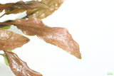 Cryptocoryne Mioya_Crypts_Crypt_Aquarium Plant For Sale