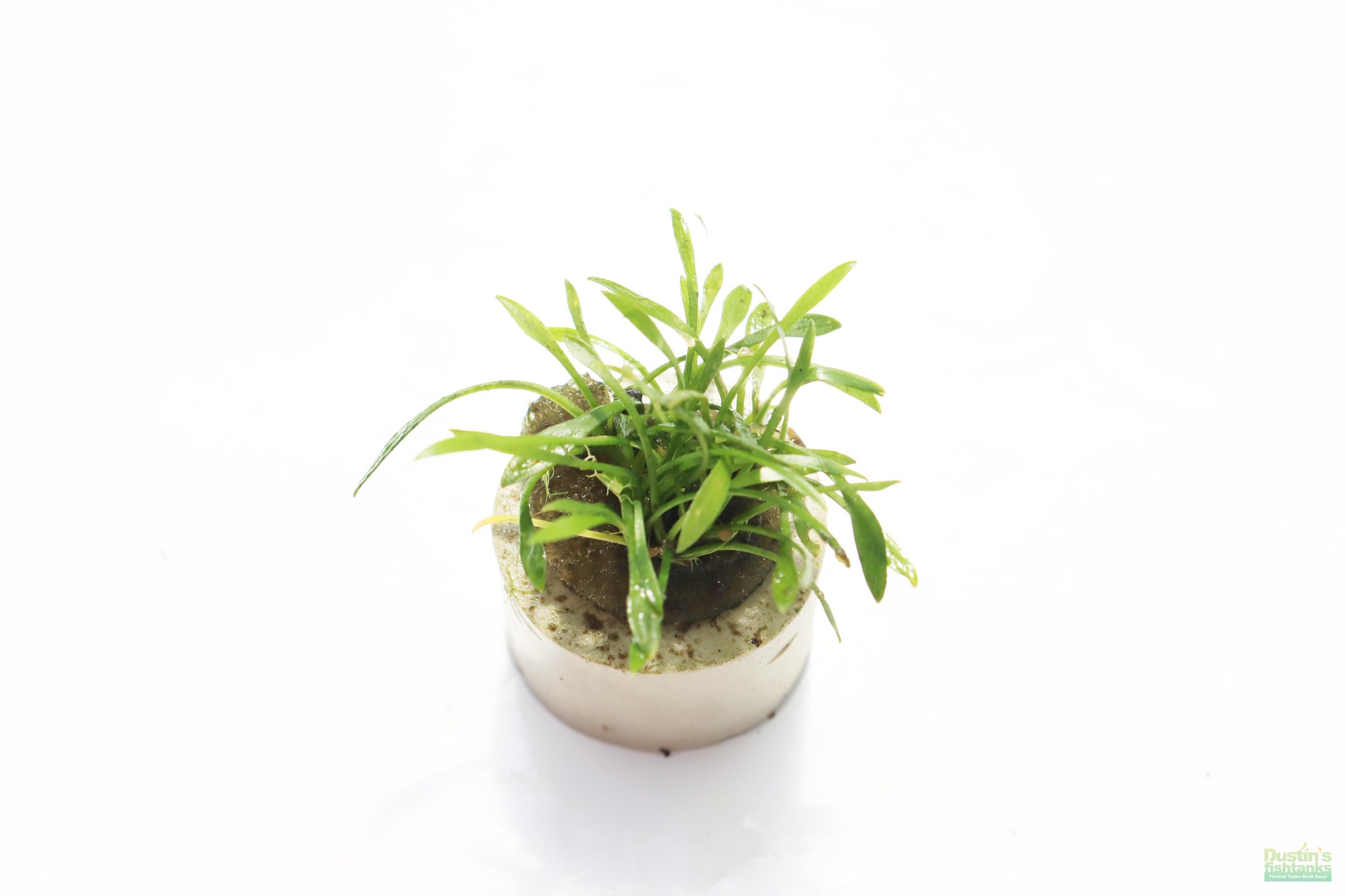 【LA1223-01z】Cryptocoryne sp. Min-2 GClfRDXbUAAmx4D.jpg