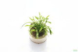 Cryptocoryne Parva (short crypt)