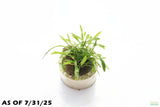 Cryptocoryne Parva_Short Crypt_Aquarium plant for sale_Aquarium plants for sale